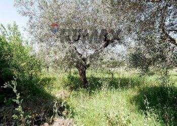 Giardino - Villa contrada zecca sp 113
 
280A, Monopoli - foto 15