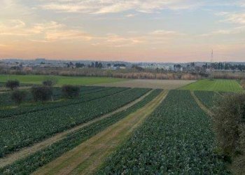 Foto 1 - Agricultural land Via del vecchio forte
 
snc, Alba Adriatica - photo 1