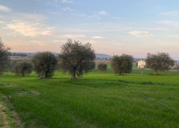 Foto 6 - Agricultural land Via del vecchio forte
 
snc, Alba Adriatica - photo 6