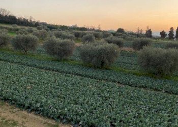 Foto 12 - Agricultural land Via del vecchio forte
 
snc, Alba Adriatica - photo 12