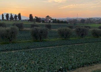 Foto 13 - Agricultural land Via del vecchio forte
 
snc, Alba Adriatica - photo 13