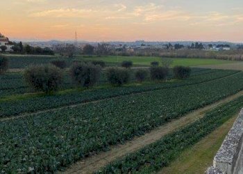 Foto 14 - Agricultural land Via del vecchio forte
 
snc, Alba Adriatica - photo 14