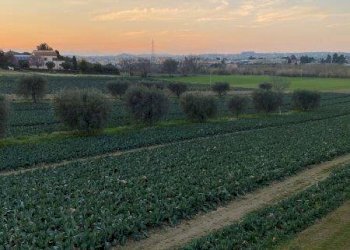 Foto 15 - Agricultural land Via del vecchio forte
 
snc, Alba Adriatica - photo 15