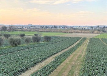 Foto 16 - Agricultural land Via del vecchio forte
 
snc, Alba Adriatica - photo 16