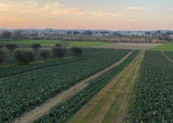 Foto 17 - Agricultural land Via del vecchio forte
 
snc, Alba Adriatica - photo 17