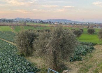 Foto 20 - Agricultural land Via del vecchio forte
 
snc, Alba Adriatica - photo 20