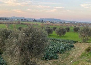 Foto 22 - Agricultural land Via del vecchio forte
 
snc, Alba Adriatica - photo 22