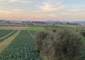 Foto 23 - Agricultural land Via del vecchio forte
 
snc, Alba Adriatica - photo 23