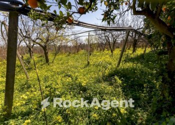 Terreno - Villa strada Provinciale 107, Giovinazzo - foto 34