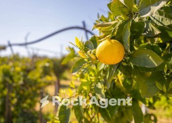 Altro - Villa strada Provinciale 107, Giovinazzo - foto 16