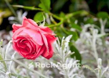 Altro - Three-room apartment piazza Europa, 25, Vetralla - photo 14