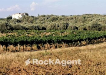 Terreno - Terreno agricolo via Formale Rotondo, Lanuvio - foto 5