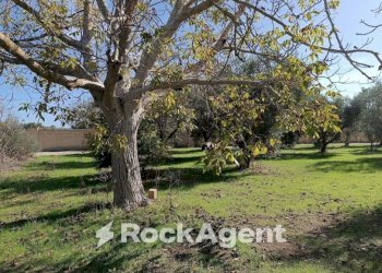 Terreno - Villa contrada Sant' Anna, Casarano - foto 13