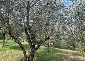 Esterni (9).JPG - Terreno agricolo Via Castellaro, Castegnero - foto 7