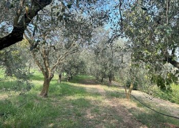 Esterni (16).JPG - Terreno agricolo Via Castellaro, Castegnero - foto 10