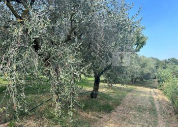 Esterni (18).JPG - Terreno agricolo Via Castellaro, Castegnero - foto 11