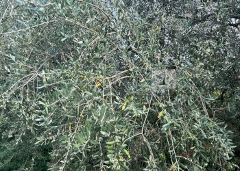 Esterni (21).JPG - Terreno agricolo Via Castellaro, Castegnero - foto 12