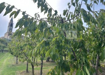 Esterni (26).JPG - Terreno agricolo Via Castellaro, Castegnero - foto 15