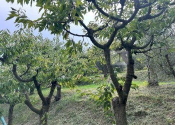 Esterni (30).JPG - Terreno agricolo Via Castellaro, Castegnero - foto 16