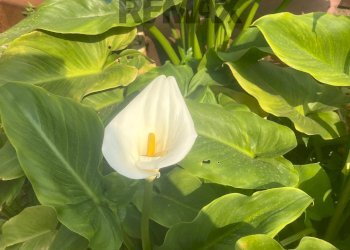 Monolocale Via Sant'alberto, 34 A 
 Sestri Ponente, Genova (zona Sestri Ponente) - foto 24