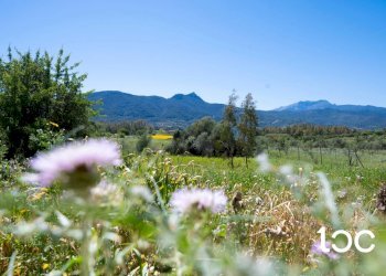 Trilocale Torpè - foto 22