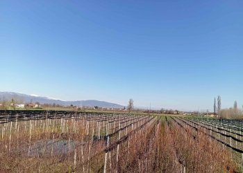 Appartamento in Villa via Molino Morra, frazione Confreria, Cuneo - foto 8