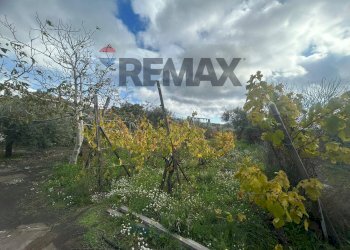 Giardino - Casa indipendente Contrada San Lucio/SP.156
 
snc, Belpasso - foto 29