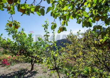 Giardino - Villa contrada ziretto
 
snc, Castelmola - foto 44
