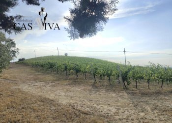 Foto 14 - Rustico Contrada Colle di Guardia
 
1, Ripatransone - foto 14