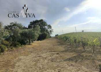 Foto 21 - Rustico Contrada Colle di Guardia
 
1, Ripatransone - foto 21