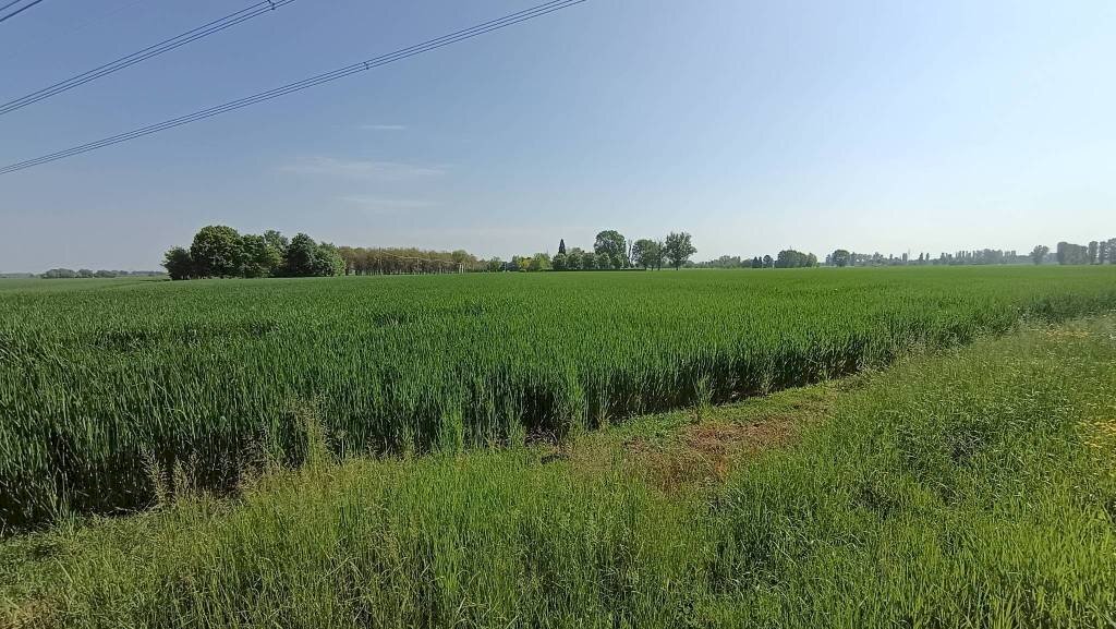 Terreno - Villa San Giovanni in Persiceto - foto 3