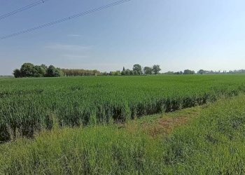 Terreno - Villa San Giovanni in Persiceto - foto 3