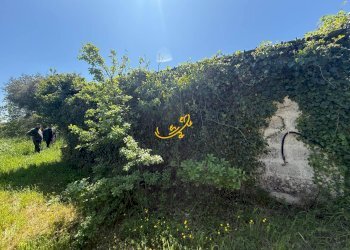 Foto 5 - Rustico Via Case Sparse, Polignano a Mare - foto 5