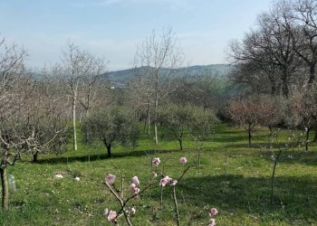 Terreno - Rustic via Tufi, 8, Cupramontana - photo 18