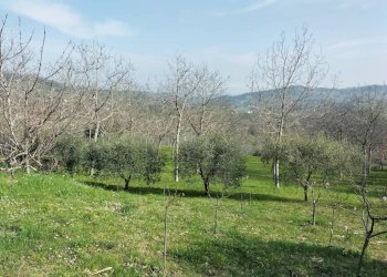 Terreno - Rustic via Tufi, 8, Cupramontana - photo 19