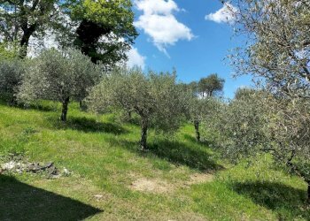 Terreno - Rustic via Tufi, 8, Cupramontana - photo 21