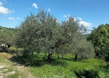 Terreno - Rustic via Tufi, 8, Cupramontana - photo 25