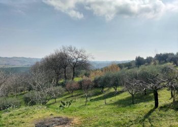 Terreno - Rustic via Tufi, 8, Cupramontana - photo 28