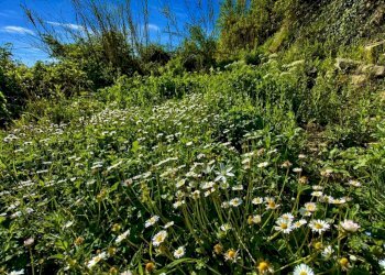 Terreno - Rustico strada Provinciale Sud, Ceriana - foto 14