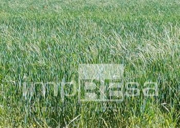 Foto 3 - Building land Via Pantiera, Roncade - photo 3