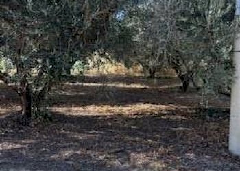 Foto 24 - Rustic VIA DEL VECCHIO FORTE, Alba Adriatica - photo 24