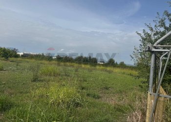 Giardino - Terreno agricolo Cellole - foto 3