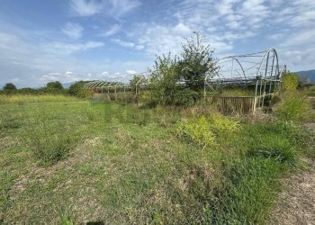 Giardino - Terreno agricolo Cellole - foto 7