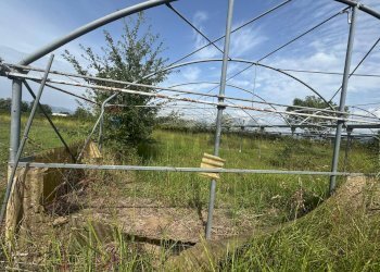 Giardino - Terreno agricolo Cellole - foto 9