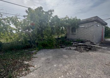 Giardino - Terreno agricolo Cellole - foto 10