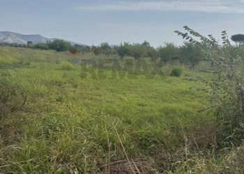 Giardino - Terreno agricolo Cellole - foto 11