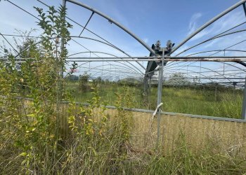 Giardino - Terreno agricolo Cellole - foto 12