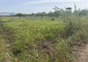 Giardino - Terreno agricolo Cellole - foto 13