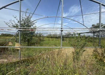 Giardino - Terreno agricolo Cellole - foto 14