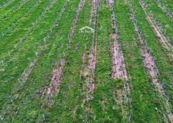 circondario - Rustico San Niceta, Melendugno - foto 23